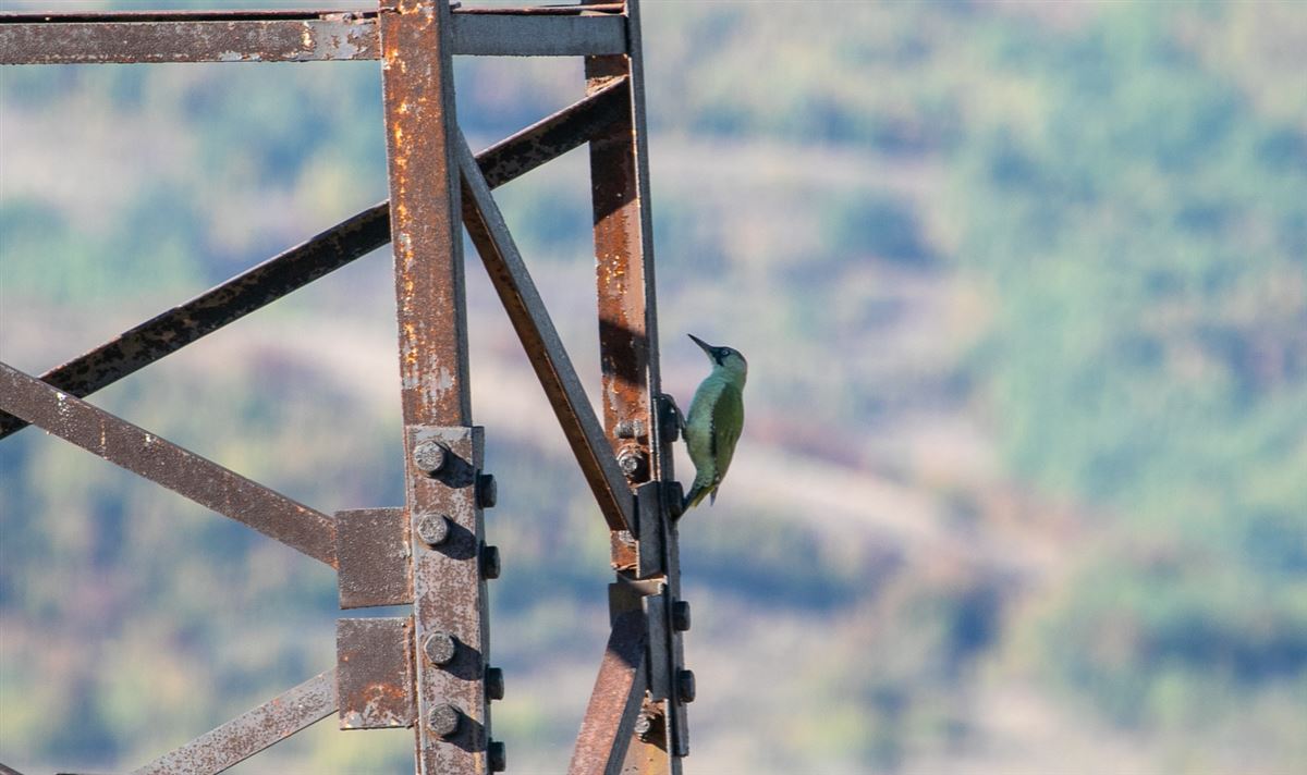 European Green Woodpecker
