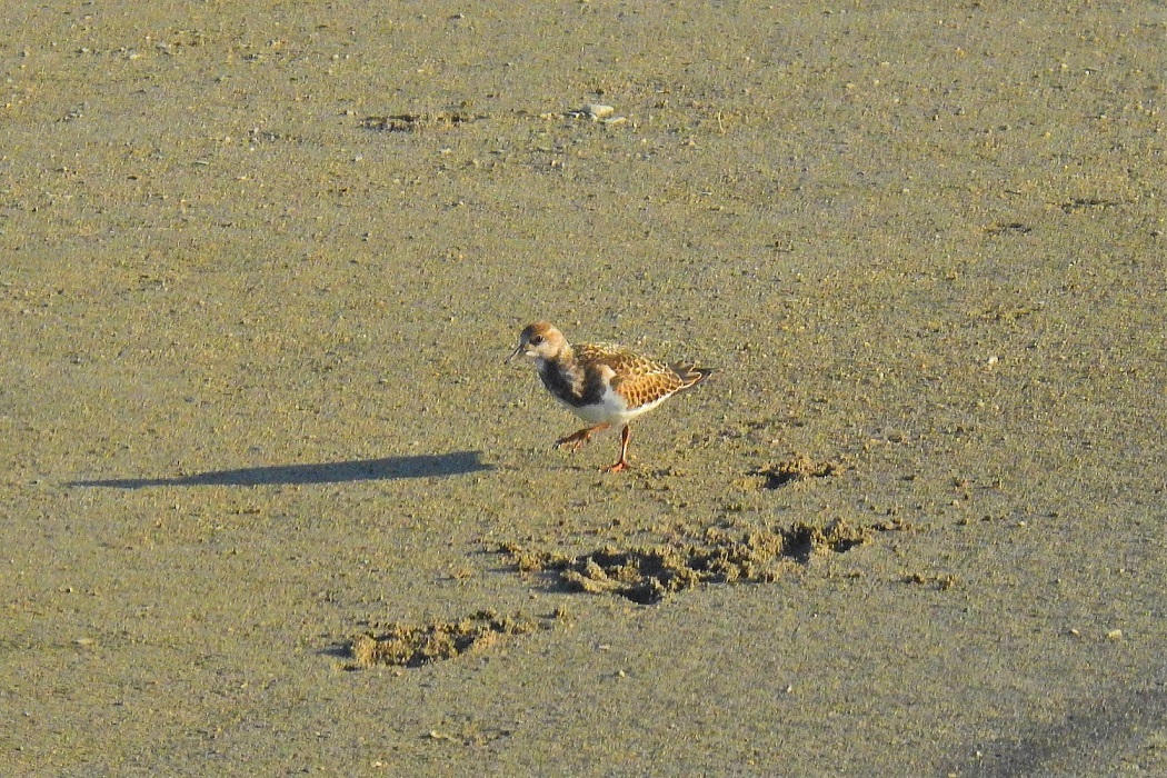 Ruddy Turnstone