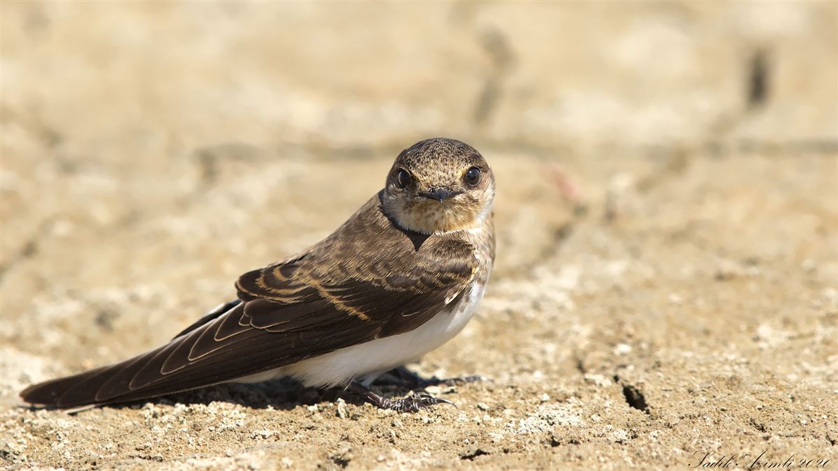 Sand Martin