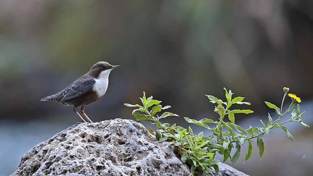 White-throated Dipper