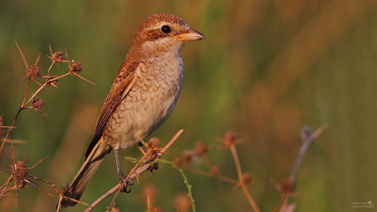 Red-backed Shrike