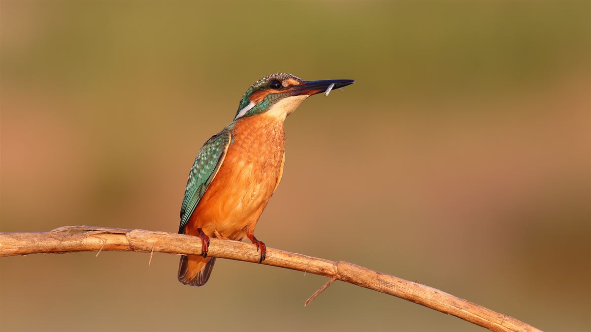Common Kingfisher
