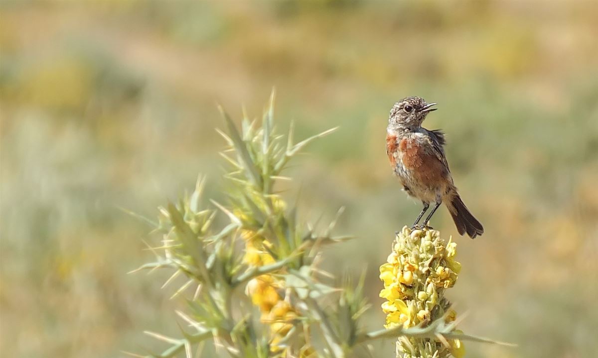 European Stonechat