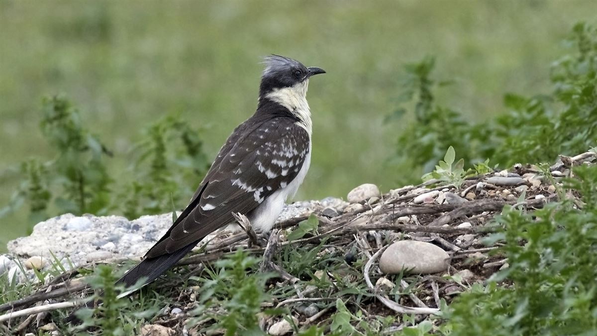 Great Spotted Cuckoo