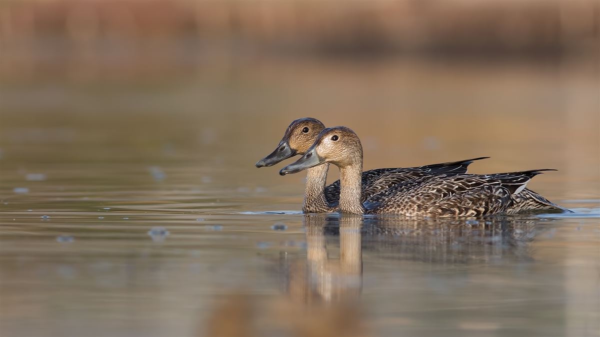 Northern Pintail
