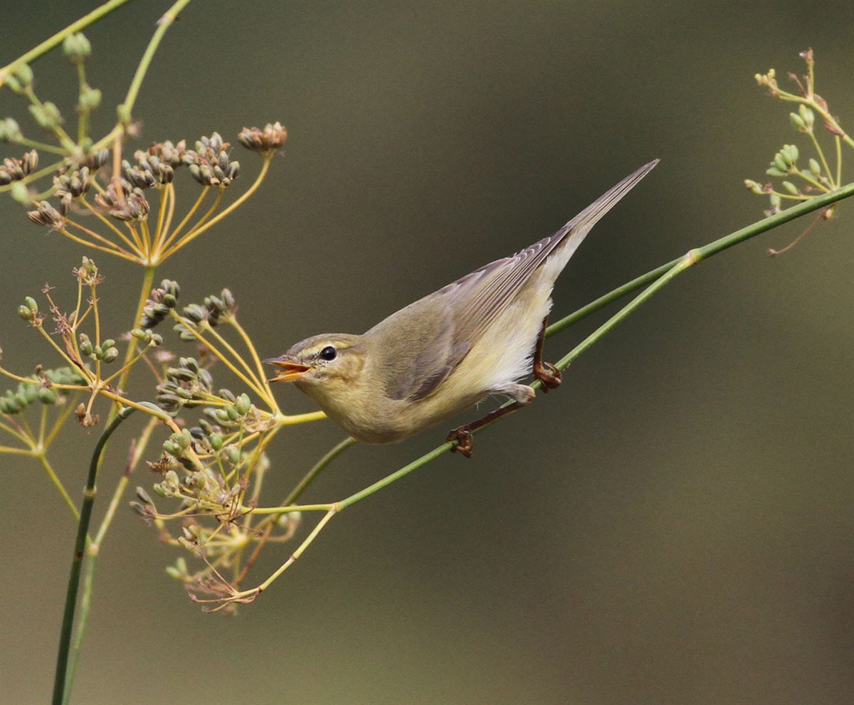 Willow Warbler