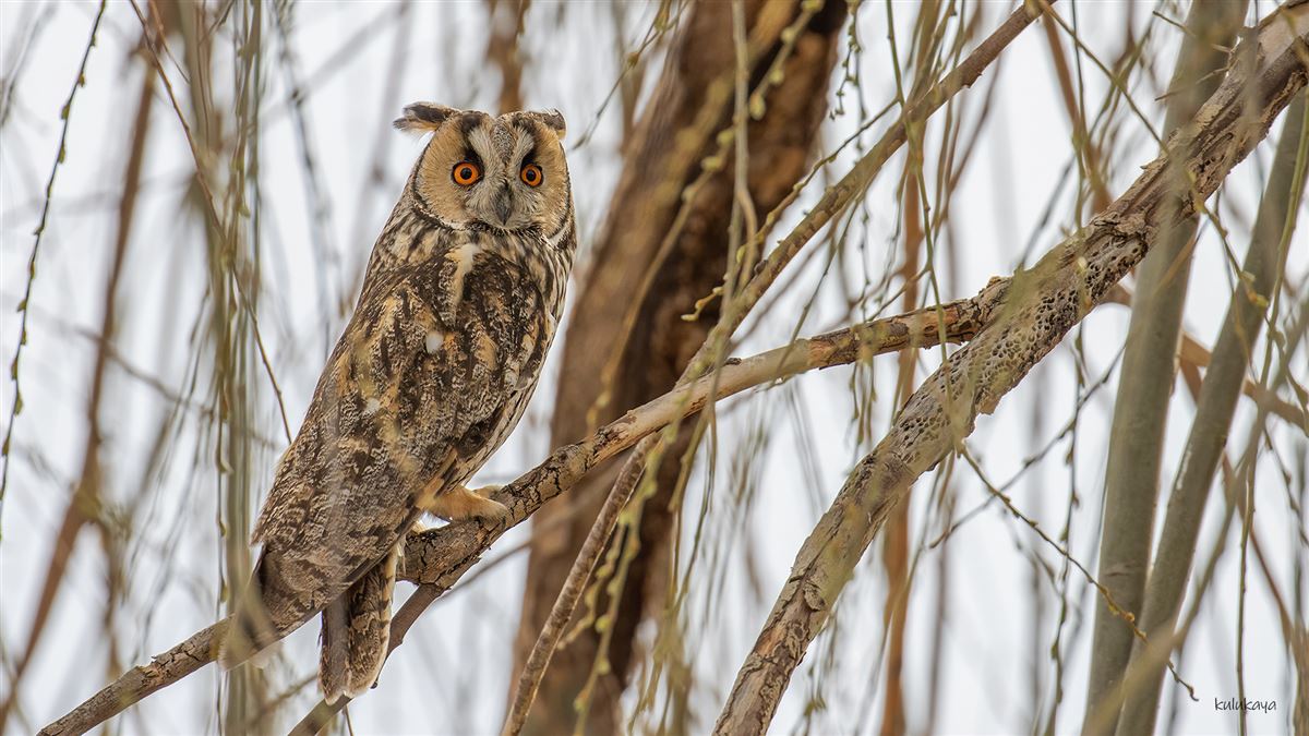 Long-eared Owl