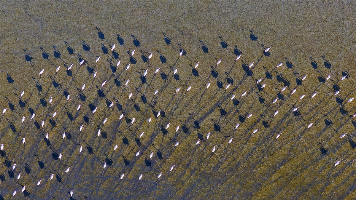 Flamingo