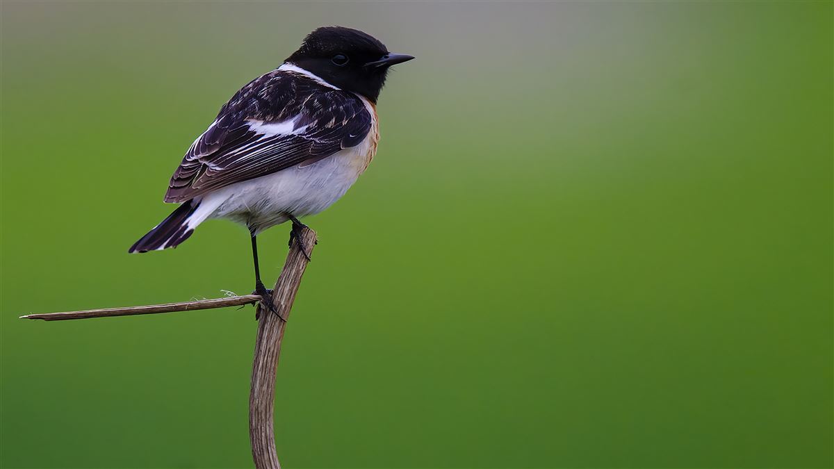 Siberian Stonechat