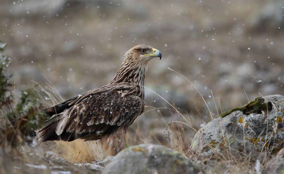 Eastern Imperial Eagle