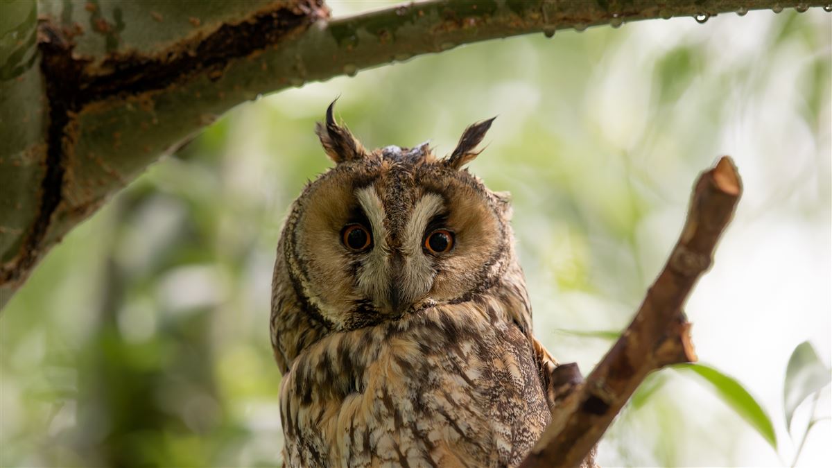 Long-eared Owl