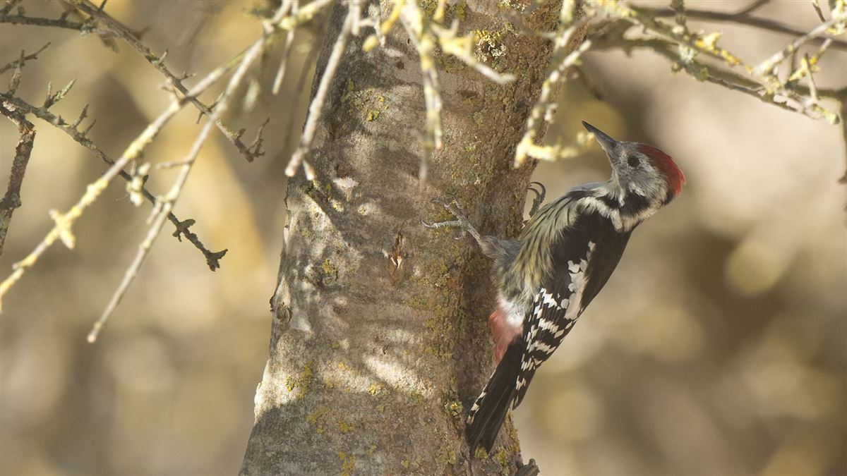 Middle Spotted Woodpecker