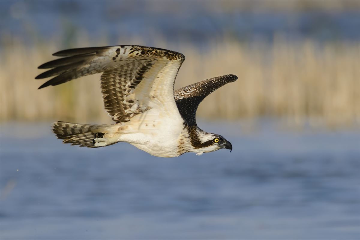 Osprey