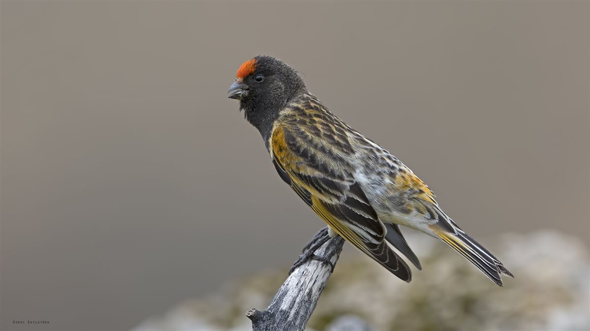 Red-fronted Serin