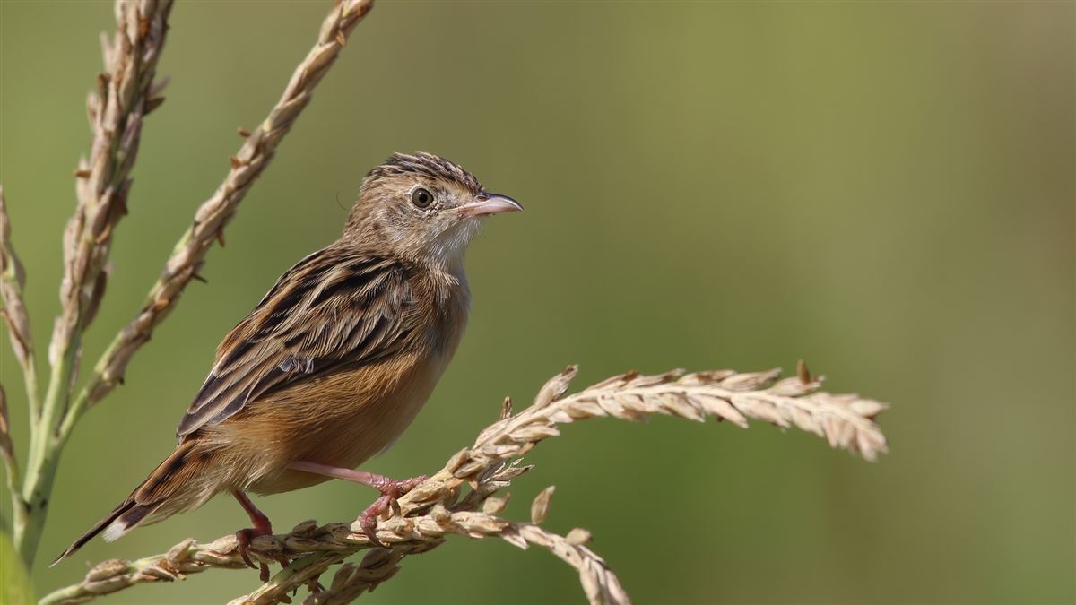 Zitting Cisticola