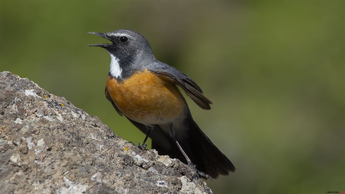 White-throated Robin