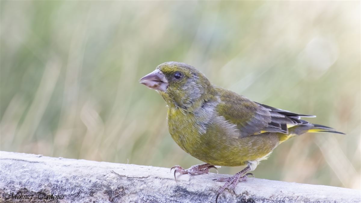 European Greenfinch