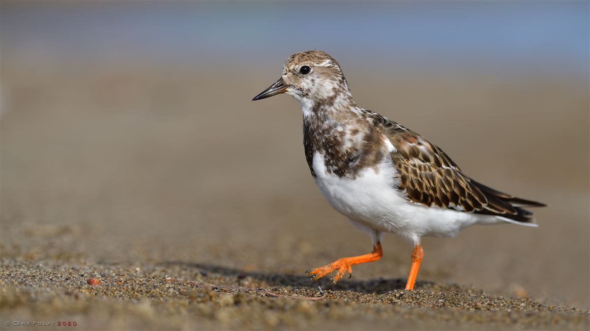 Ruddy Turnstone