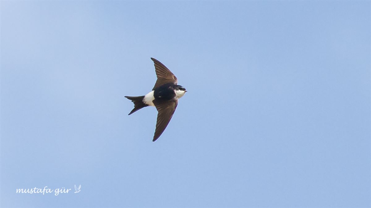 Western House Martin