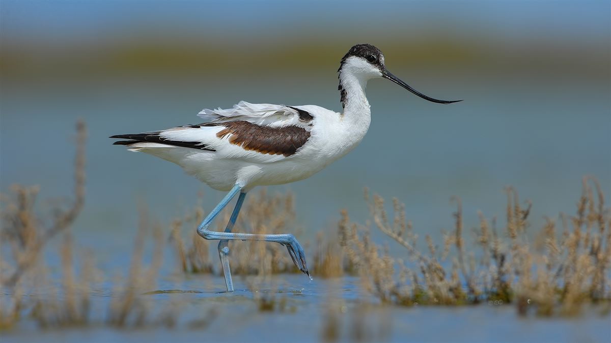 Pied Avocet