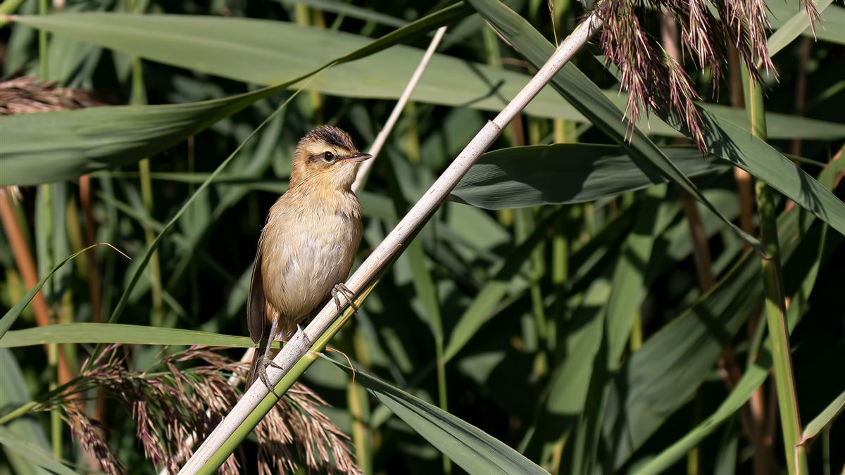 Sedge Warbler