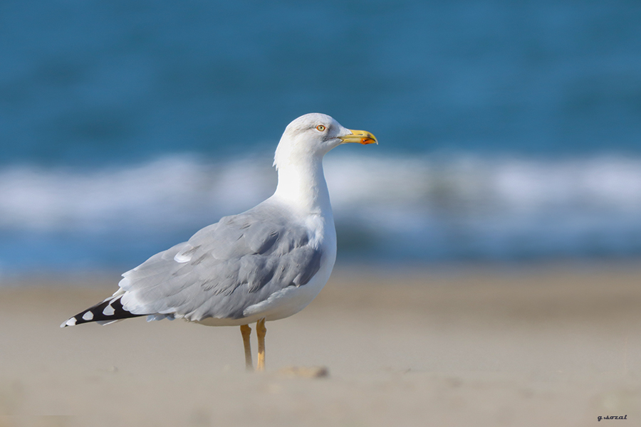 Yellow-legged Gull