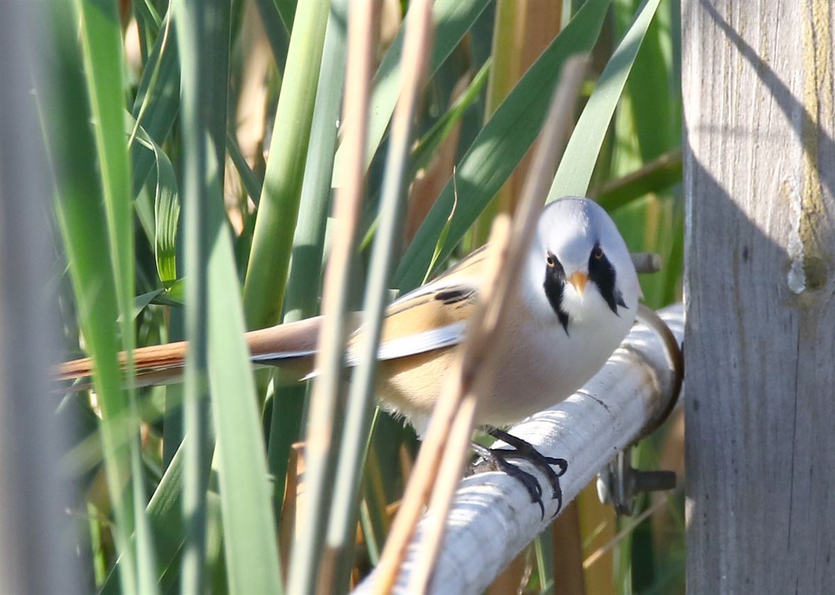 Bearded Reedling