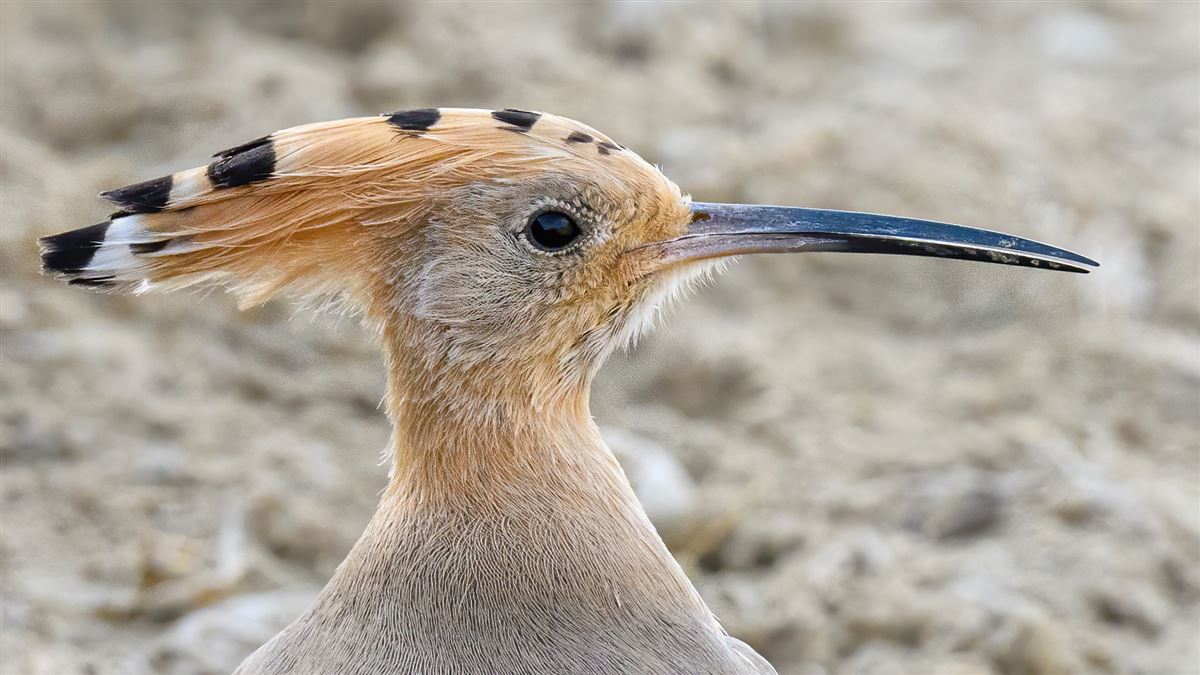 Eurasian Hoopoe
