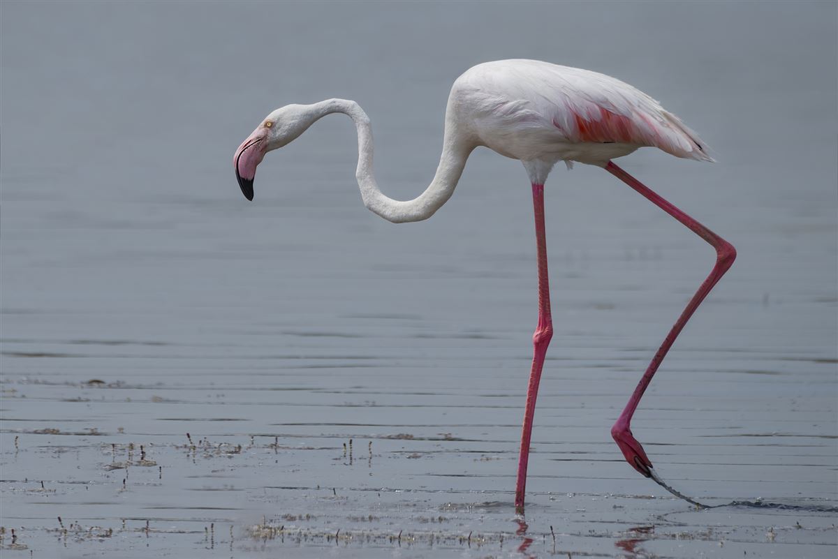Greater Flamingo
