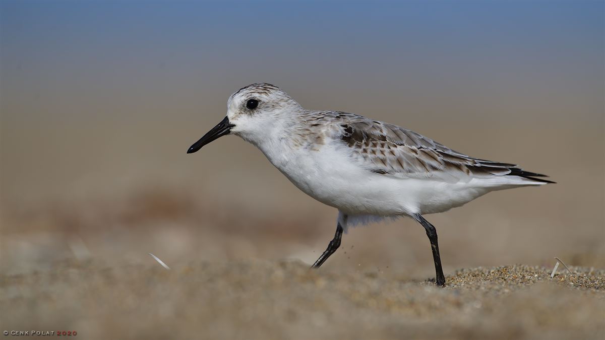Sanderling