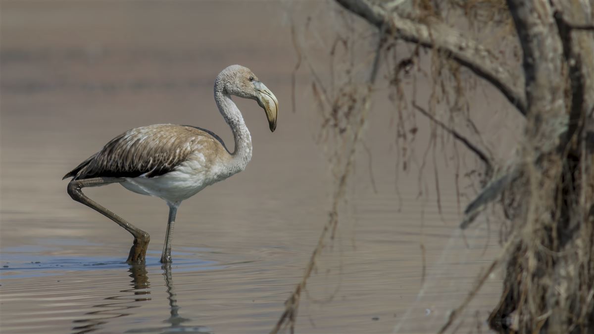 Greater Flamingo