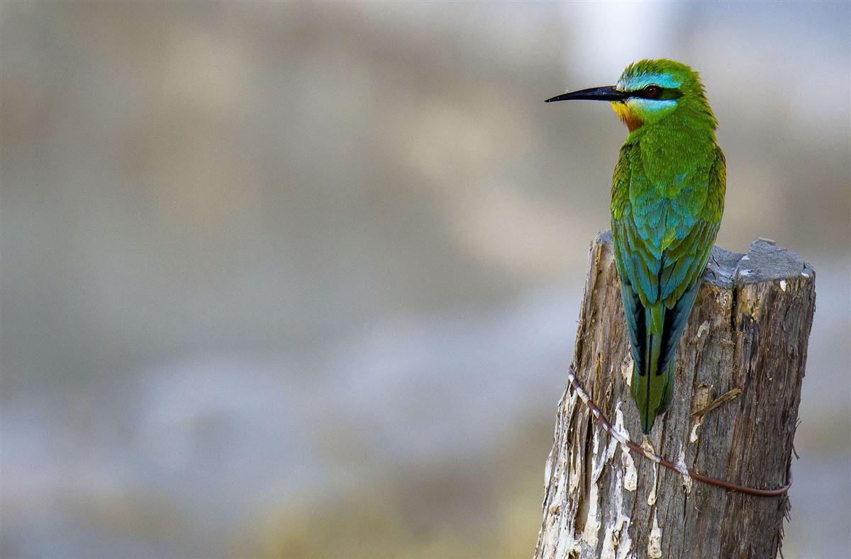 Blue-cheeked Bee-eater