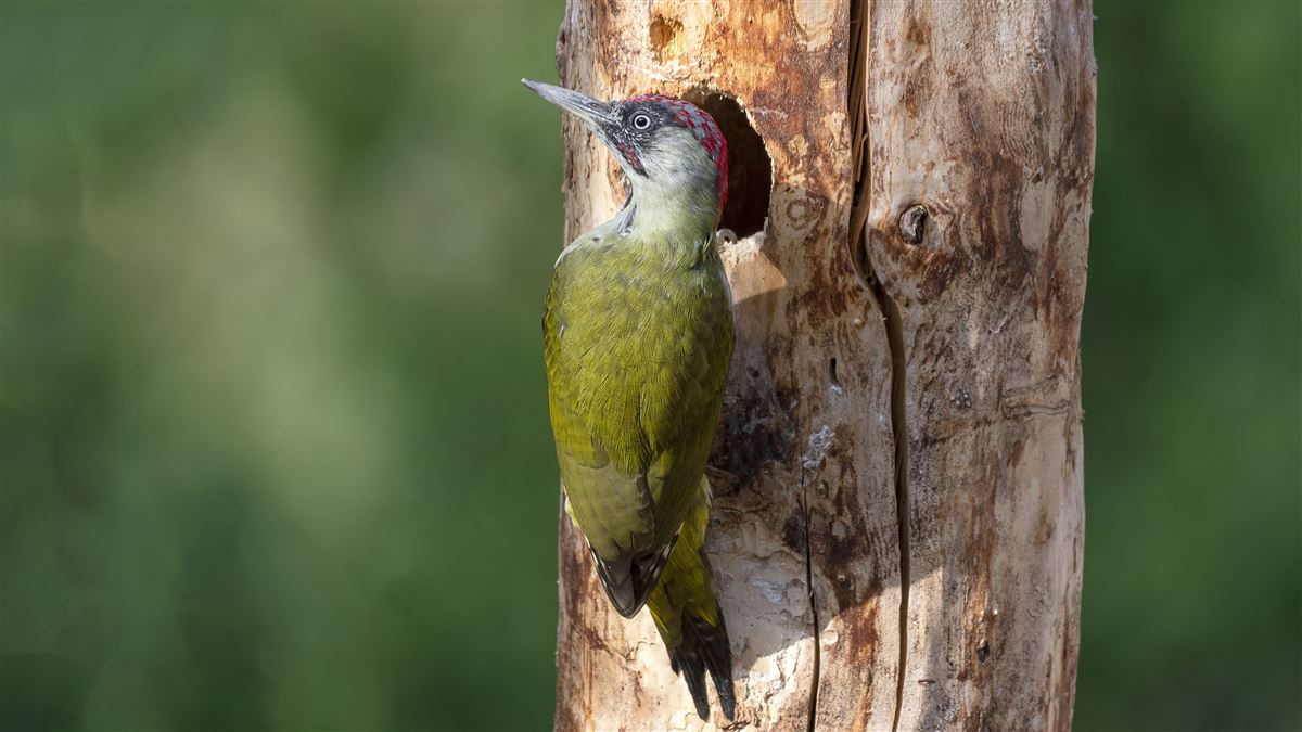 European Green Woodpecker