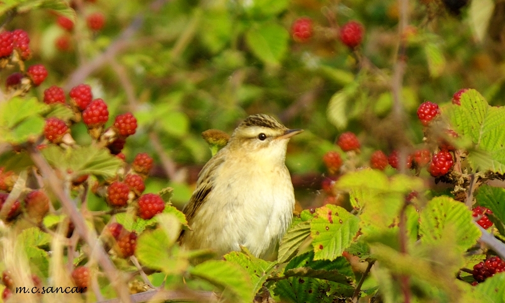 Sedge Warbler
