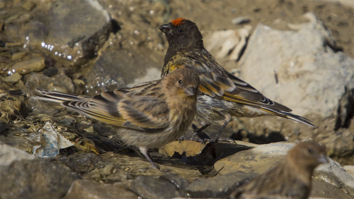 Red-fronted Serin