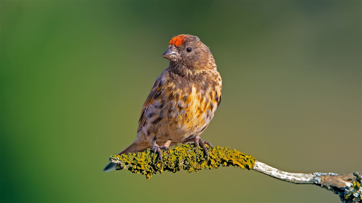 Red-fronted Serin