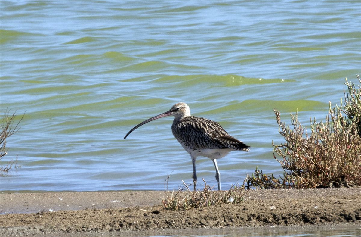 Eurasian Curlew