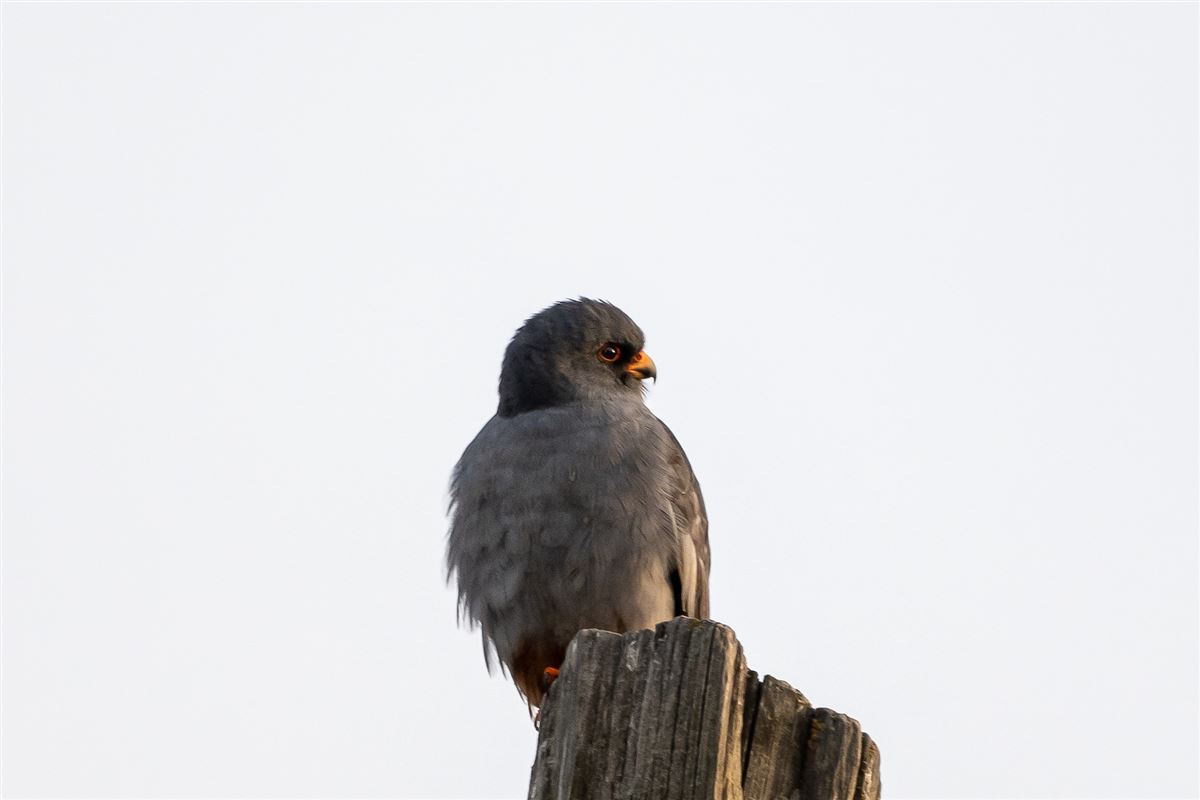 Red-footed Falcon