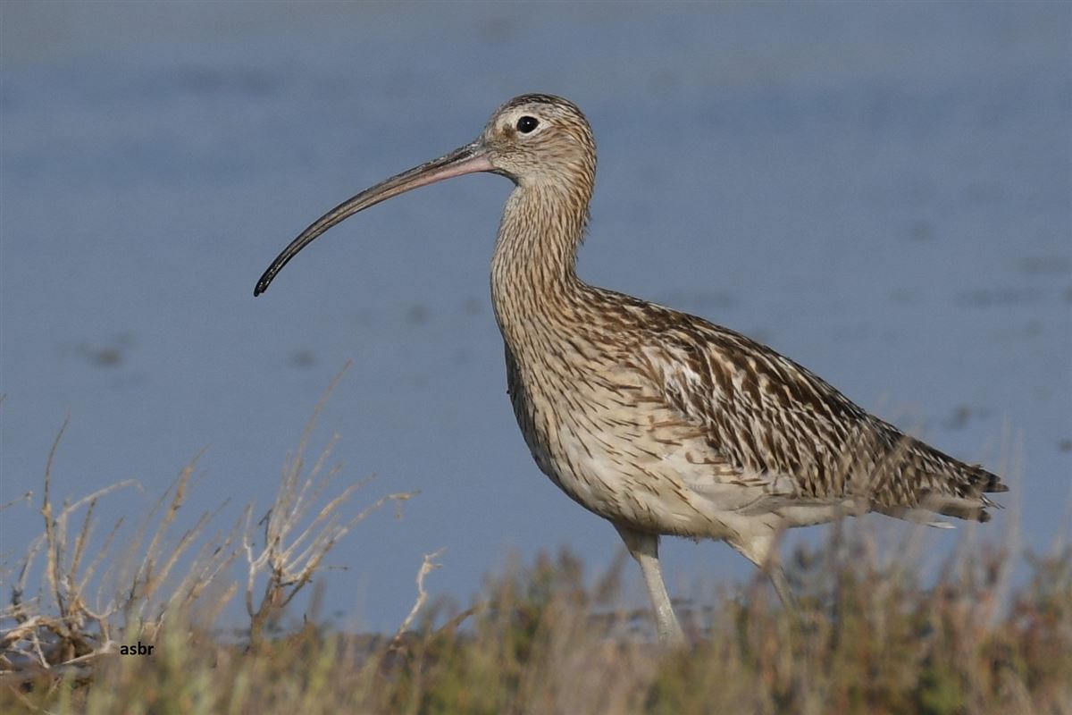 Eurasian Curlew