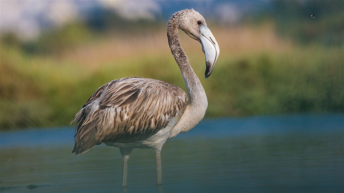 Flamingo
