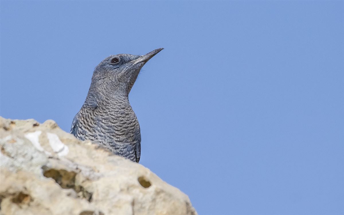 Gökardıç