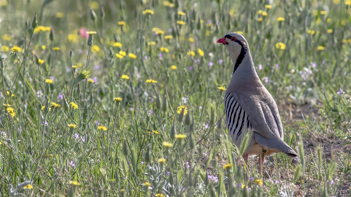 Chukar Partridge