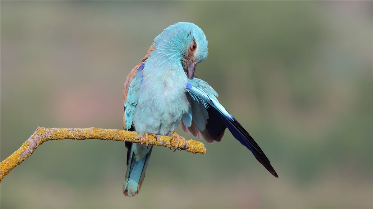 European Roller