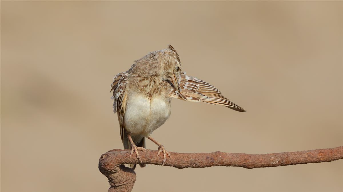 Crested Lark