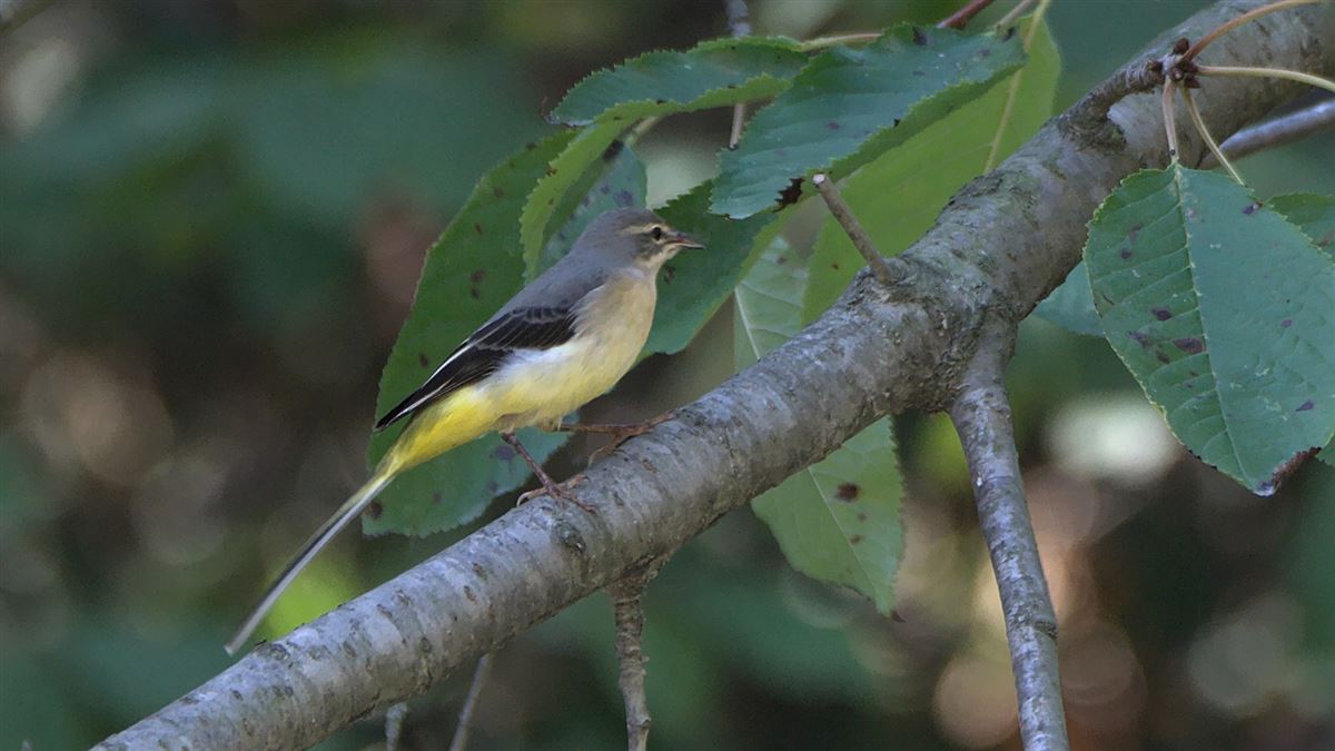Grey Wagtail