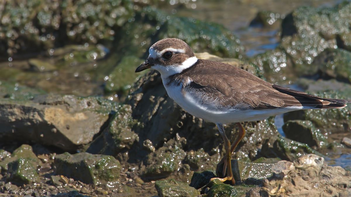 Common Ringed Plover