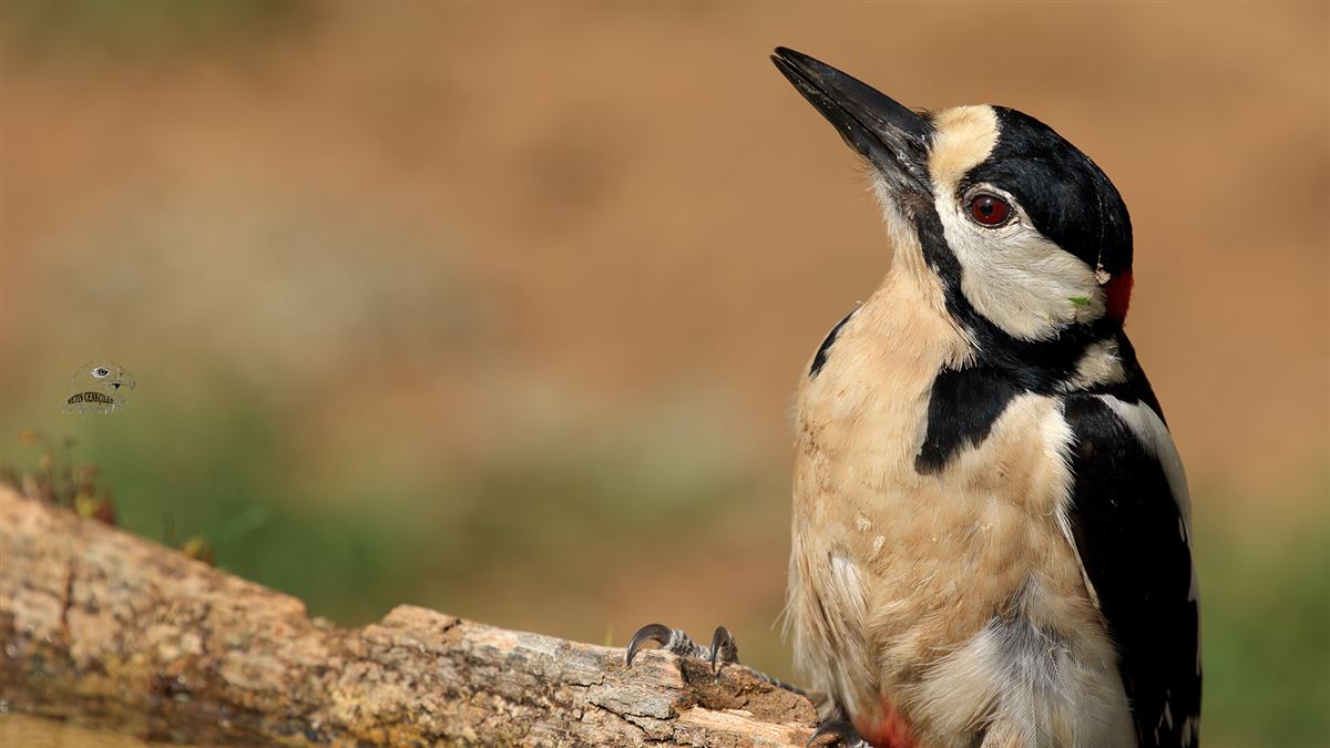 Great Spotted Woodpecker