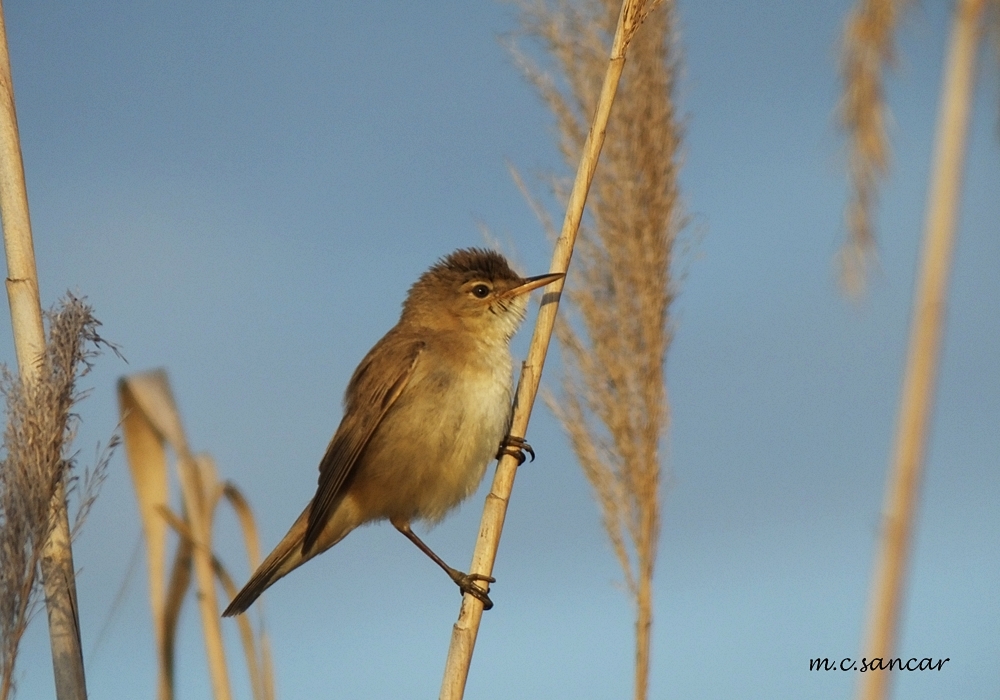 Common Reed Warbler