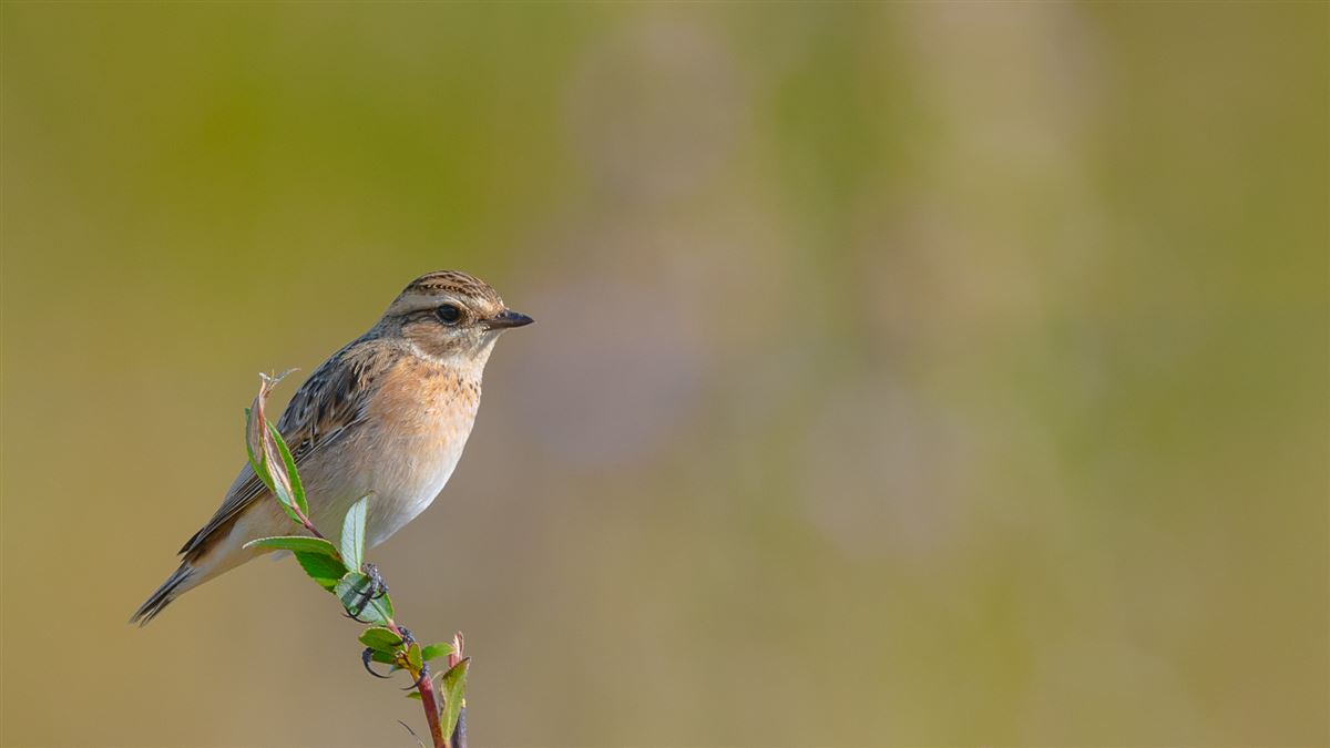Whinchat