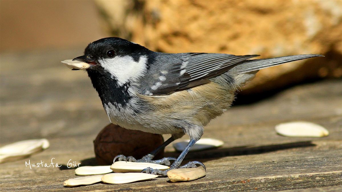 Coal Tit